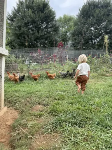 A child walking toward chickens in a garden