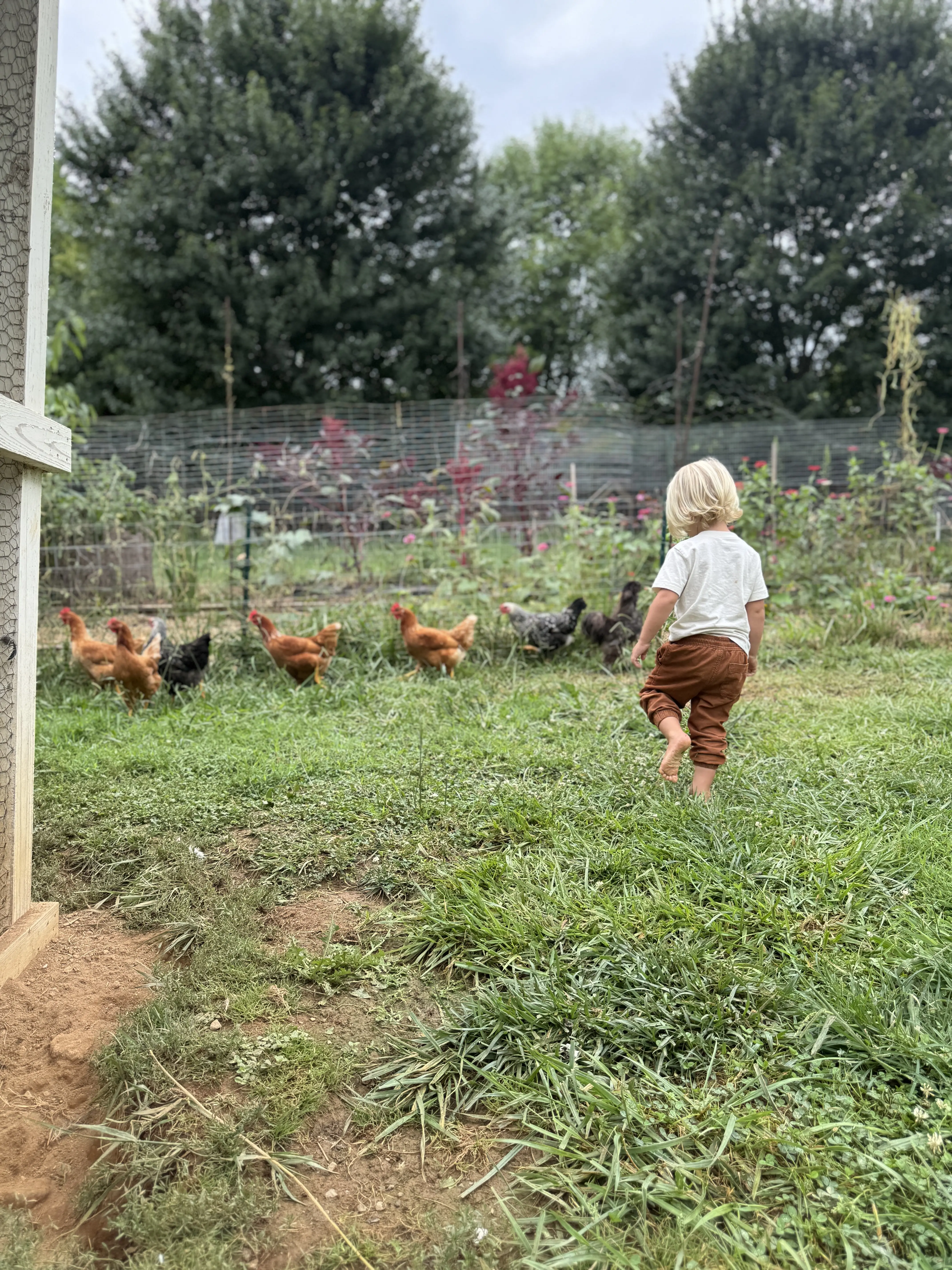 A child walking toward chickens in a garden