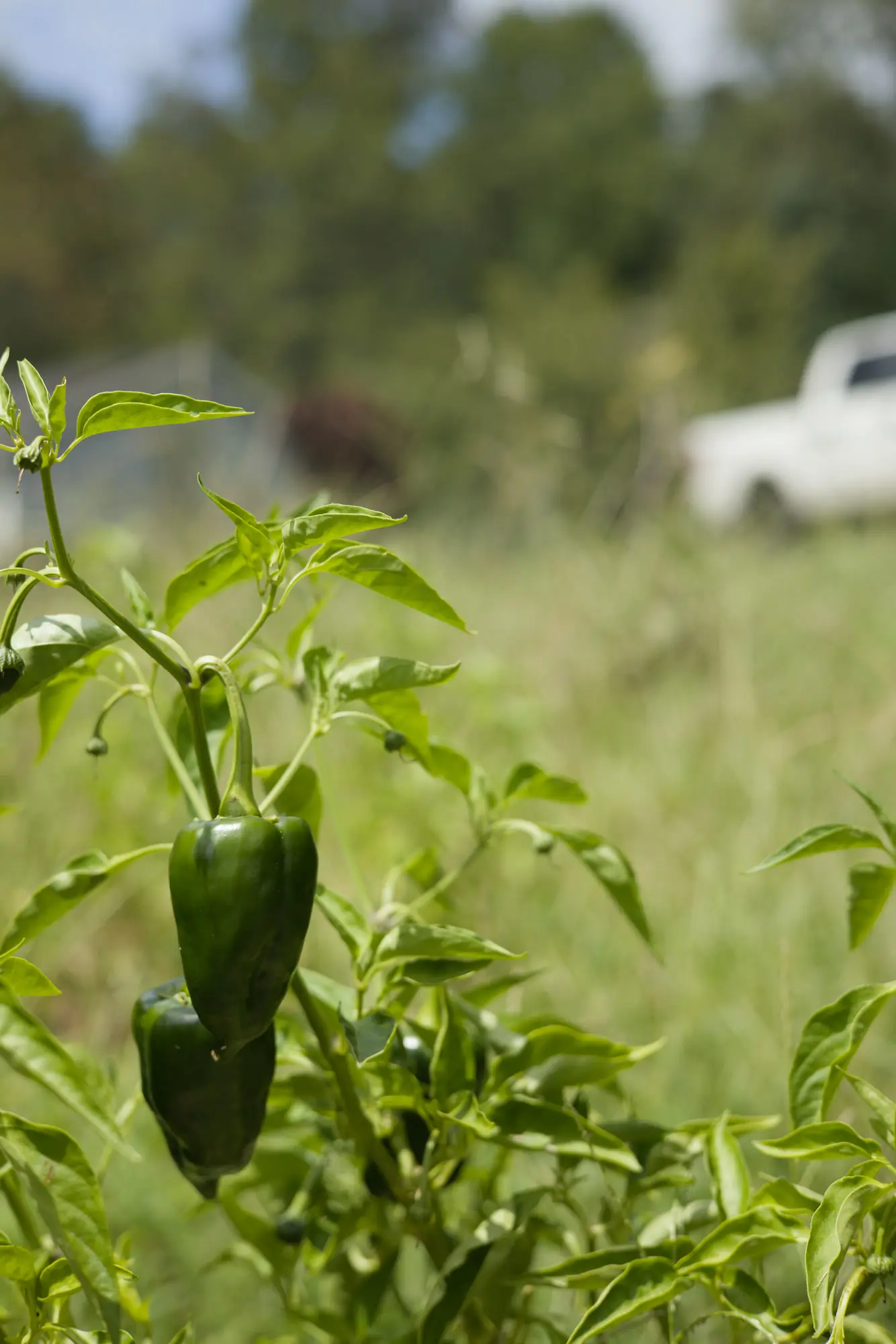 Green peppers growing in a Terra Futura garden