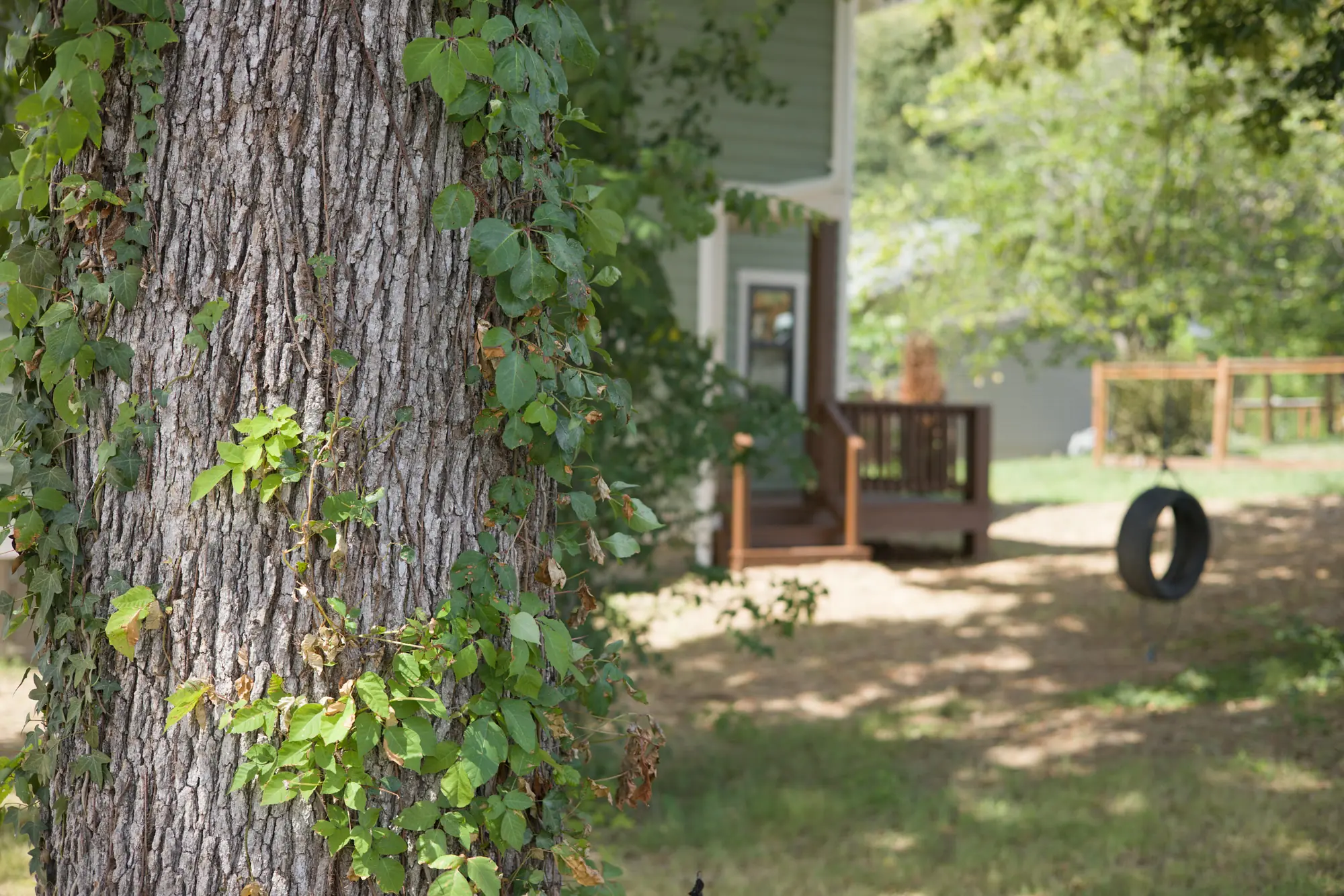 A large tree and tire swing between Terra Futura homes